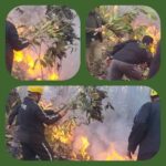 गैडीखाता के जंगल में भीषण आग से मची अफरा तफरी, हरी टहनियों से फायर यूनिट ने कड़ी मशक्कत के बाद पाया काबू