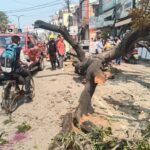 मालवीय चौक के निकट सड़क पर गिरा विशालकाय पेड़, फायर यूनिट रुड़की ने तत्काल कार्रवाई कर खोला मार्ग