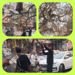 रुड़की में मंदिर पर पेड़ गिरने से मची अफरा तफरी, मंदिर की दीवार और मकान की छत हुई क्षतिग्रस्त